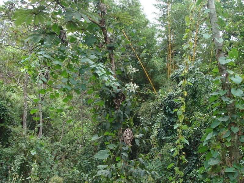Combretum laxum, photographed by Alexis López Hernández