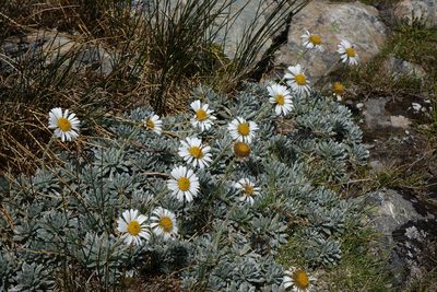 Celmisia hectorii, photographed by John Barkla