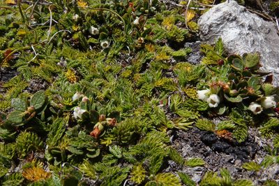 Gaultheria nubicola, photographed by John Barkla