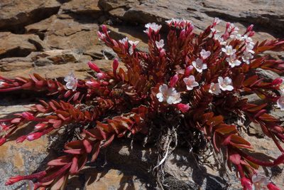 Epilobium porphyrium, photographed by John Barkla
