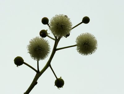 Leucaena lanceolata, photographed by Francisco Farriols Sarabia
