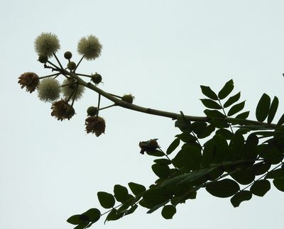 Leucaena lanceolata, photographed by Francisco Farriols Sarabia