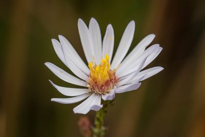 Symphyotrichum walteri, photographed by Nash Turley