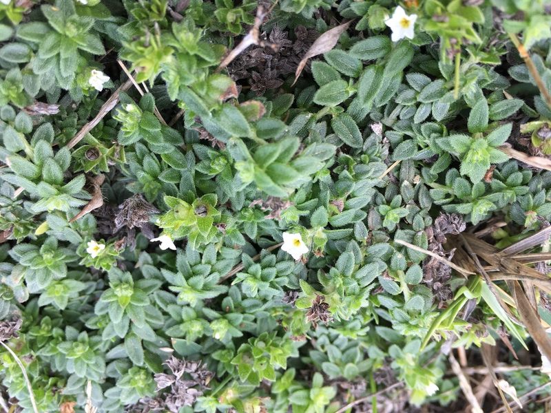 Heliotropium formosanum, photographed by 何小花