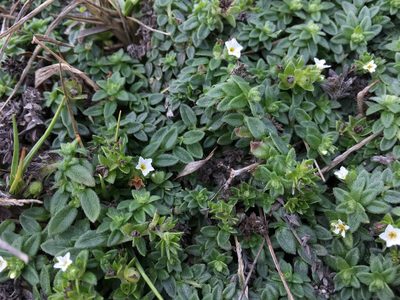 Heliotropium formosanum, photographed by 何小花