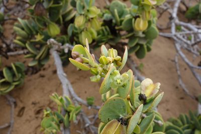 Zygophyllum stapffii, photographed by Daniel S. Katz