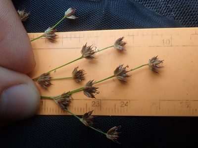 Juncus oxymeris, photographed by Nolan Exe