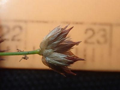Juncus oxymeris, photographed by Nolan Exe