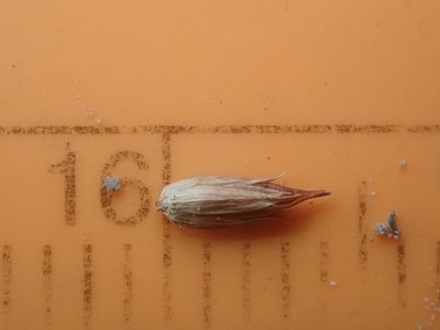 Juncus oxymeris, photographed by Nolan Exe