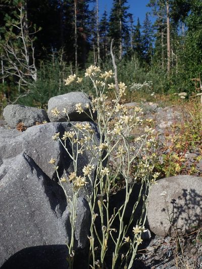Pseudognaphalium thermale, photographed by Nolan Exe