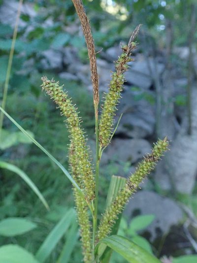 Carex amplifolia, photographed by Nolan Exe
