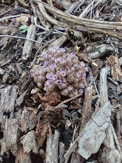 Lennoa madreporoides, photographed by Juan Cruzado Cortés