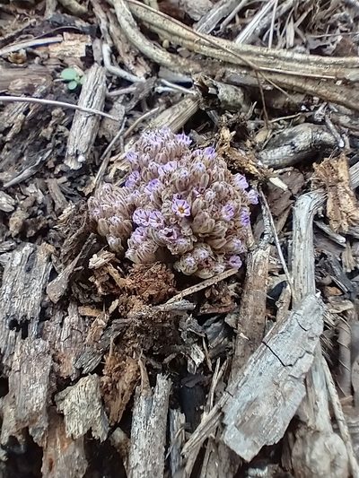 Lennoa madreporoides, photographed by Juan Cruzado Cortés
