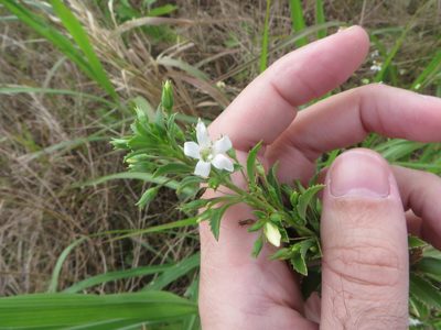Capraria biflora, photographed by Ben Machado