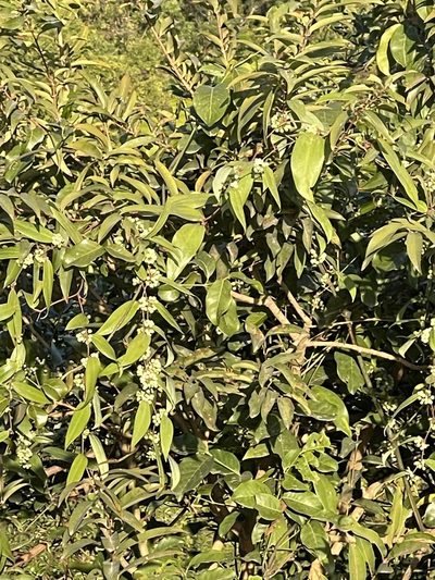 Smilax glabra, photographed by Yj