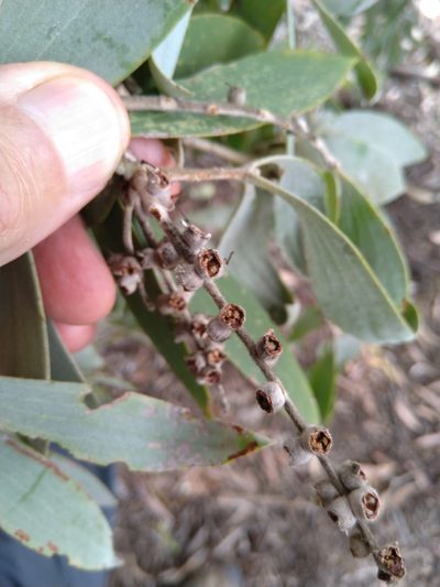 Melaleuca dealbata, photographed by Tony van Kampen