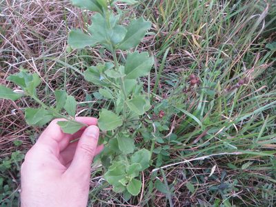 Baccharis glomeruliflora, photographed by Ben Machado