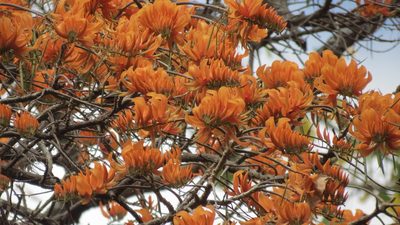 Erythrina poeppigiana, photographed by maryury