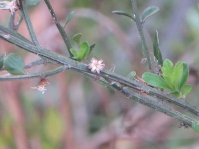Baccharis glomeruliflora, photographed by Ben Machado