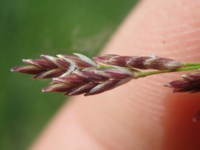 Glyceria grandis, photographed by Nolan Exe