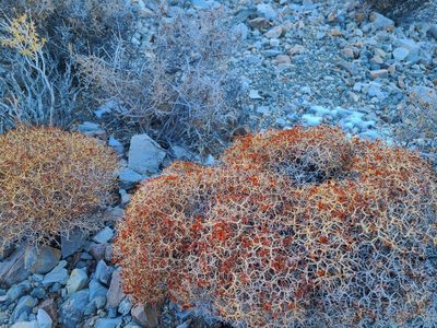Eriogonum heermannii, photographed by Billy