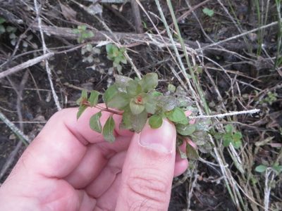 Ludwigia microcarpa, photographed by Ben Machado