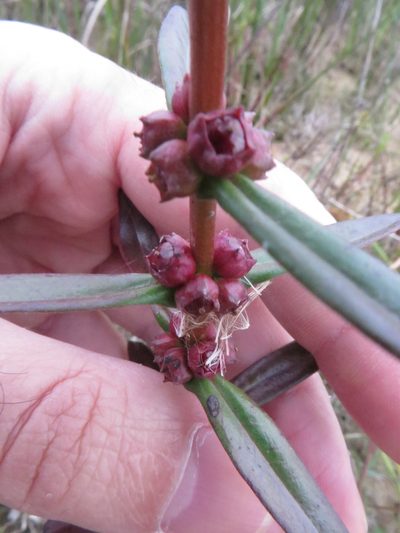 Ammannia latifolia, photographed by Ben Machado