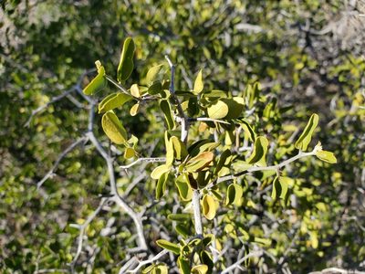 Colubrina californica, photographed by Bob Miller