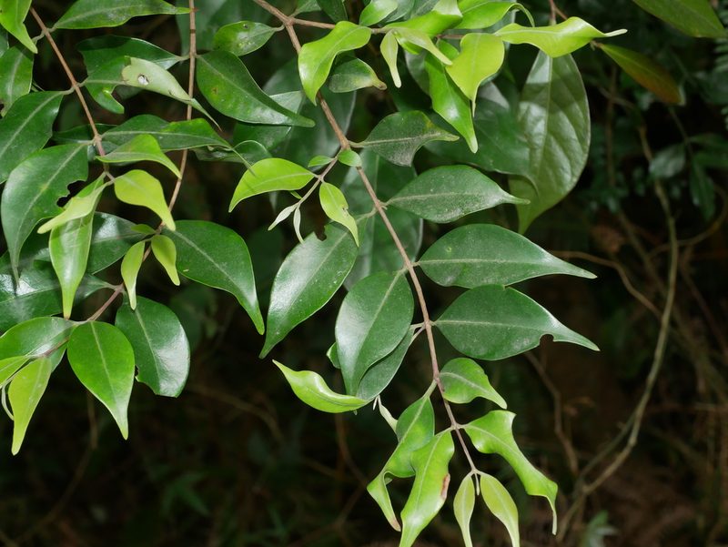 Syzygium acuminatissimum, photographed by Jacy Chen
