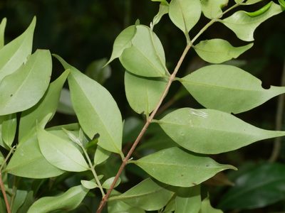 Syzygium acuminatissimum, photographed by Jacy Chen