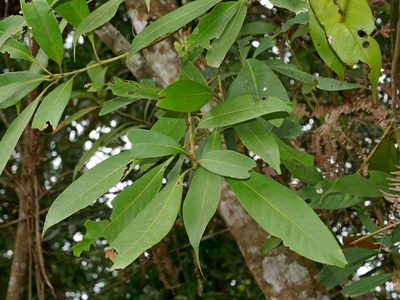 Lithocarpus brevicaudatus, photographed by Jacy Chen