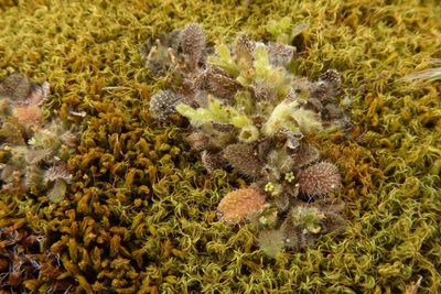 Myosotis brevis, photographed by Cara-Lisa Schloots