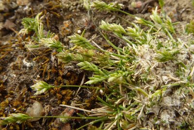 Poa maniototo, photographed by Cara-Lisa Schloots