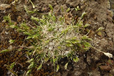 Poa maniototo, photographed by Cara-Lisa Schloots