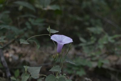 Ipomoea trifida, photographed by Saban-Sequén, E.A.