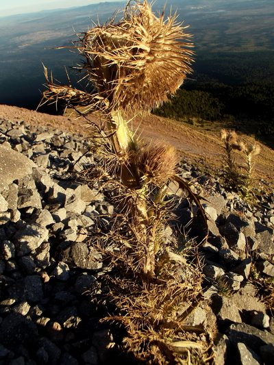 Cirsium nivale, photographed by Luis J. Romero