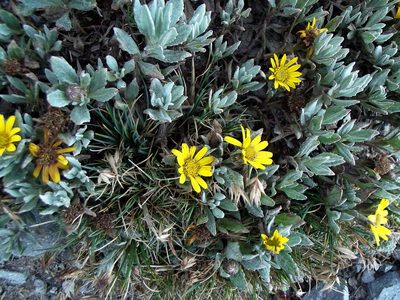 Senecio procumbens, photographed by Luis J. Romero
