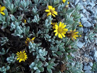 Senecio procumbens, photographed by Luis J. Romero