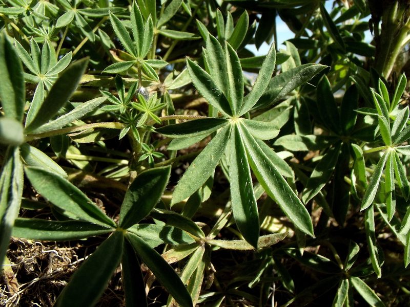 Lupinus aschenbornii, photographed by Luis J. Romero