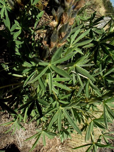 Lupinus aschenbornii, photographed by Luis J. Romero