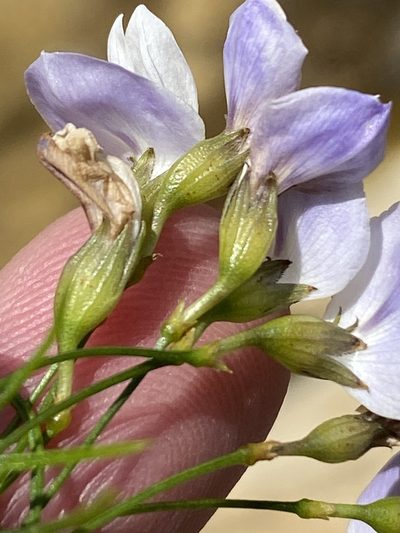 Psoralea imminens, photographed by Dave U