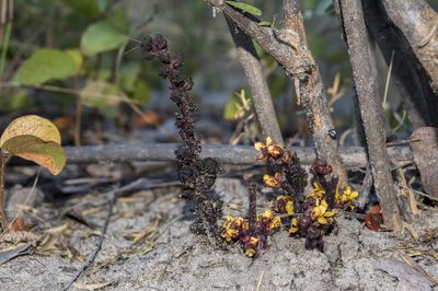 Alectra orobanchoides, photographed by garywwilson