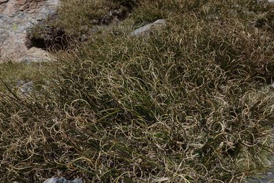 Chionochloa crassiuscula, photographed by John Barkla