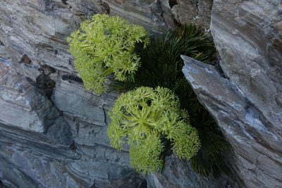 Aciphylla divisa, photographed by John Barkla