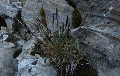 Agrostis muelleriana, photographed by John Barkla