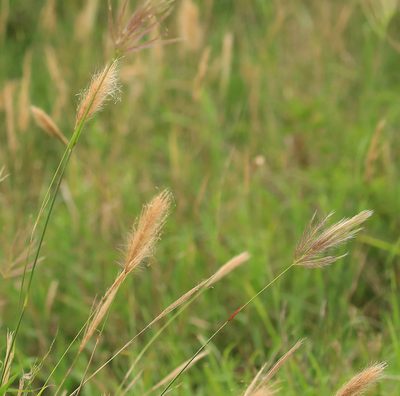 Tetrapogon roxburghiana, photographed by Wynand Uys