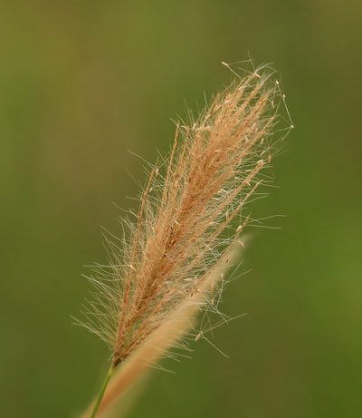 Tetrapogon roxburghiana, photographed by Wynand Uys