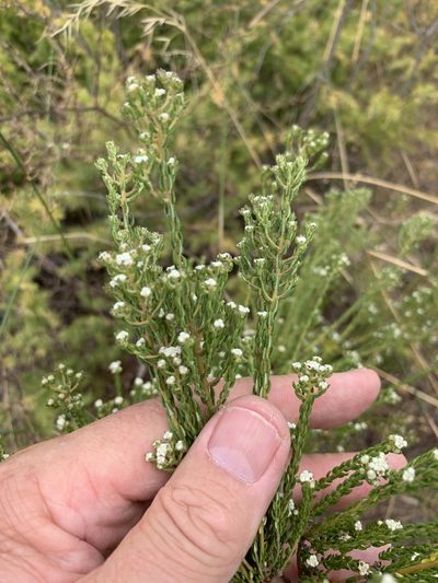 Phylica floribunda, photographed by Dave Richardson