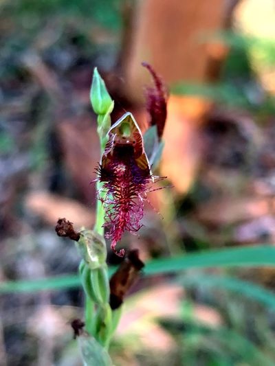Calochilus gracillimus, photographed by Lukas Clews