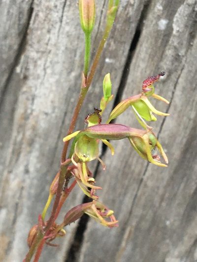 Caleana minor, photographed by Eileen Laidlaw